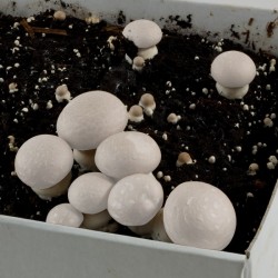 Kit de culture pour champignons blancs de paris bio 25x20x15 cm