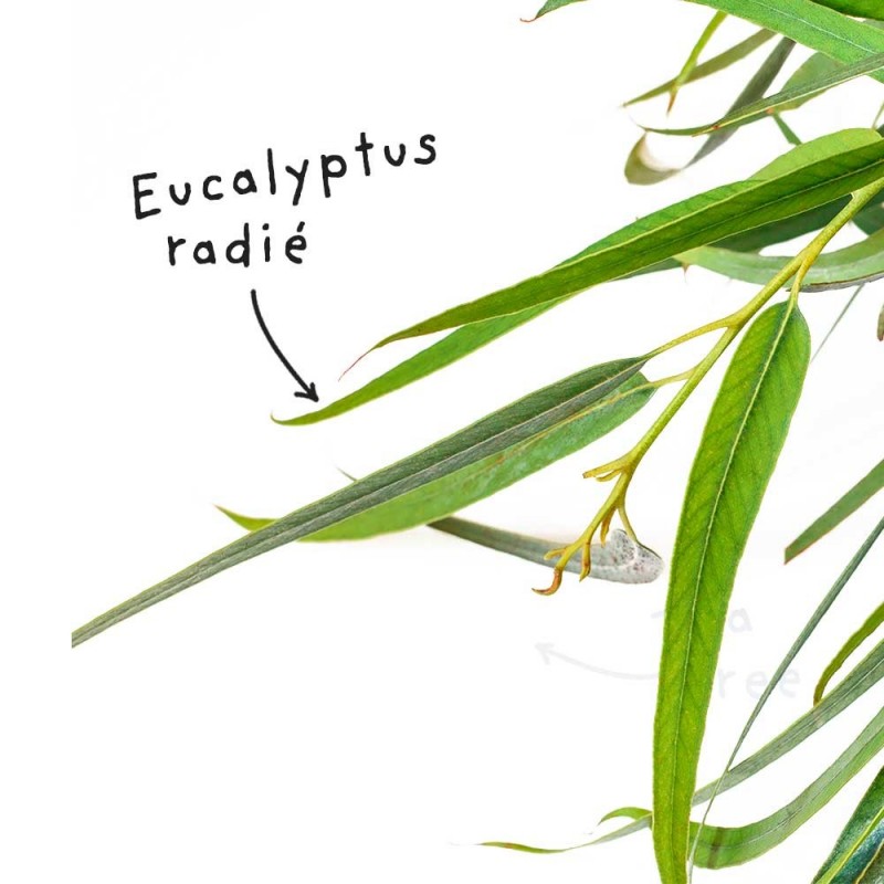 l'huile essentielle d'eucalyptus radié est utilisée en période hivernale  pour désencombrer, assainir